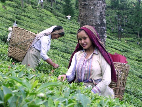 Tea business in India